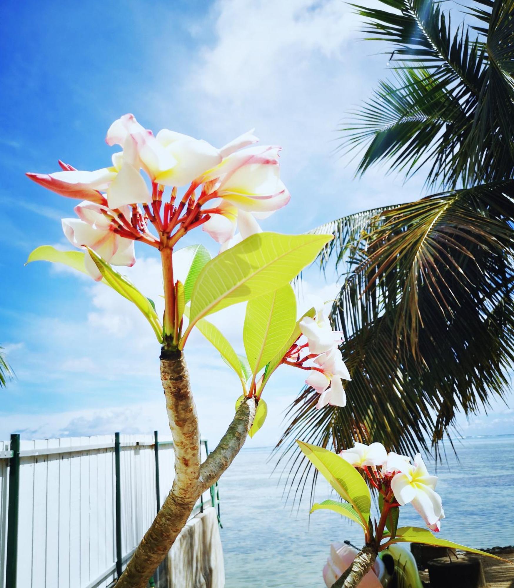 Lagoon Dream Moorea Exterior photo